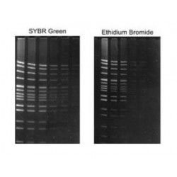 Lonza Syber Green DNA staining dye, Concentration:10,000 X, 50µL