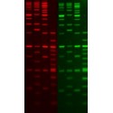 DNA Fluorescent Staining Dyes