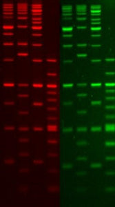 DNA Fluorescent Staining Dyes
