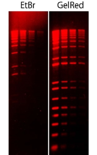 Biotium-GelRed TM, 10,000 X in water 0.5mL